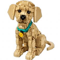 Golden retriever-valp